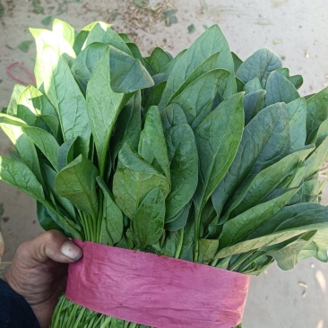 【菠菜】精品菠菜基地供应品质保证可实地看货欢迎咨询