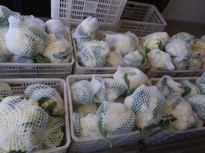 精品有机菜