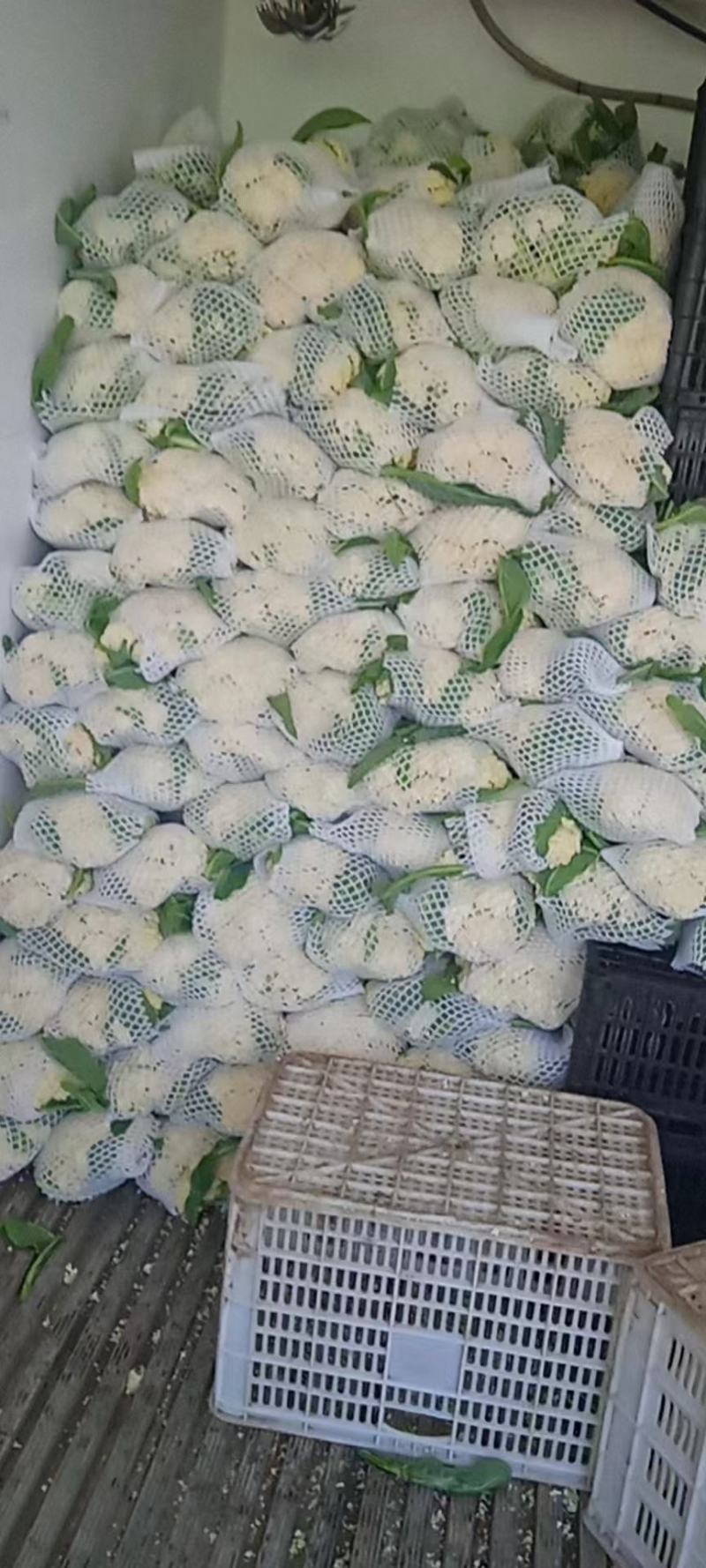 精品有机菜
