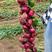东北新品种红毛葱米洛特，新奇特品，感兴趣来。