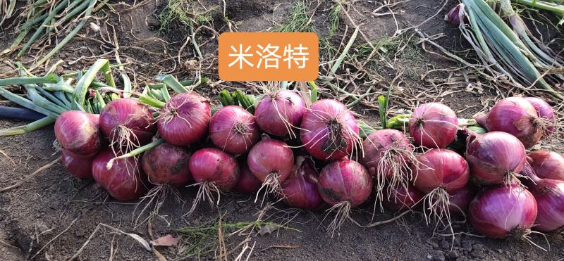 东北新品种红毛葱米洛特，新奇特品，感兴趣来。