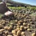纯山旱地土豆适合储存薯型好个头大陇十、226、青九红皮土