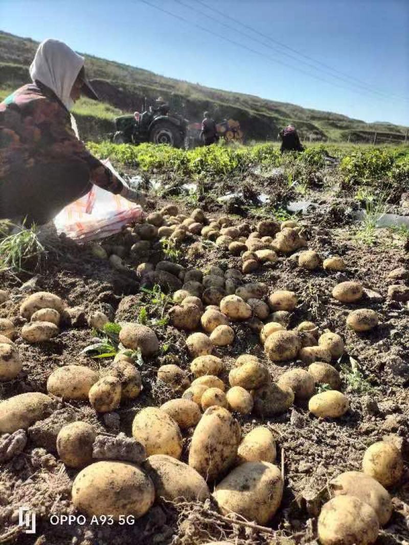 纯山旱地土豆适合储存薯型好个头大陇十、226、青九红皮土