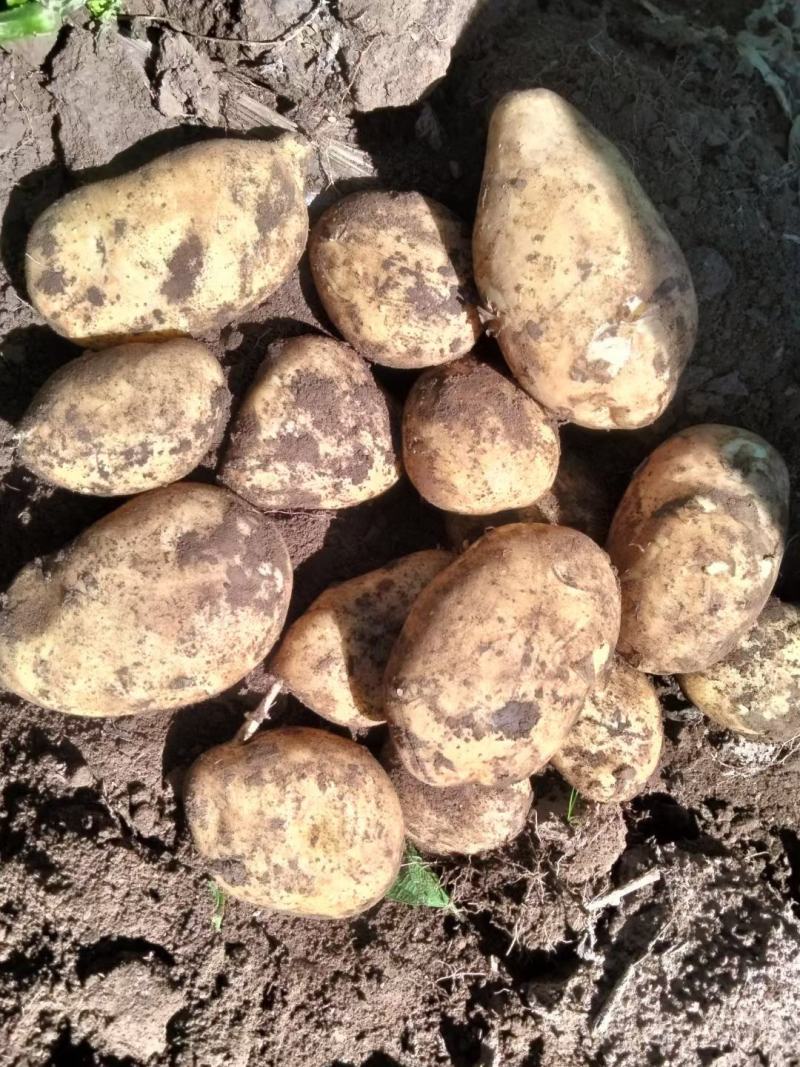 纯山旱地土豆适合储存薯型好个头大陇十、226、青九红皮土