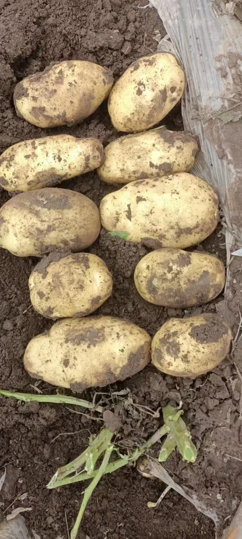 纯山旱地土豆适合储存薯型好个头大陇十、226、青九红皮土