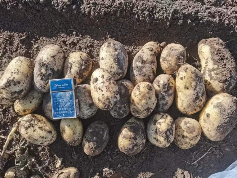 纯山旱地土豆适合储存薯型好个头大陇十、226、青九红皮土