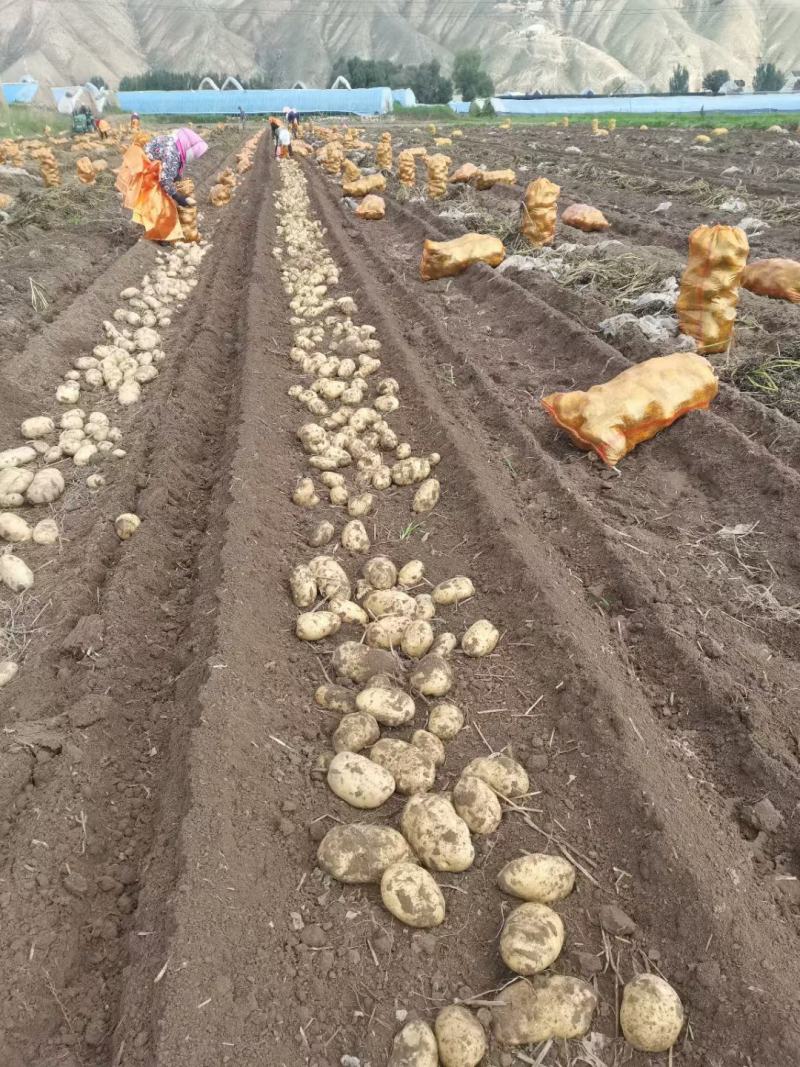 纯山旱地土豆适合储存薯型好个头大陇十、226、青九红皮土