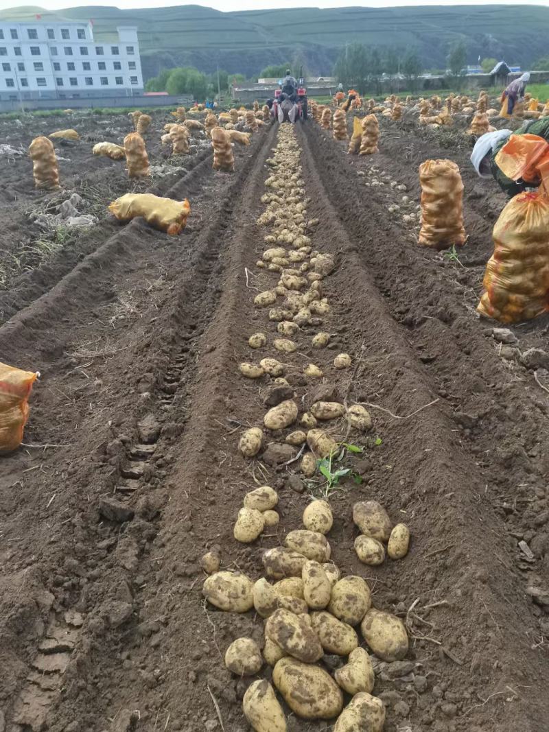 纯山旱地土豆适合储存薯型好个头大陇十、226、青九红皮土
