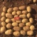 纯山旱地土豆适合储存薯型好个头大陇十、226、青九红皮土