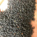 黑菜籽