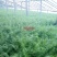 杜绝假货茴香种子茴香籽割茬茴香籽大扁秸菜籽蔬菜种子盆栽