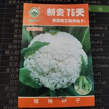 新贵75天松花菜种子菜花种子春秋单球三公斤左右花球洁白