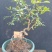 精品石榴老桩盆景