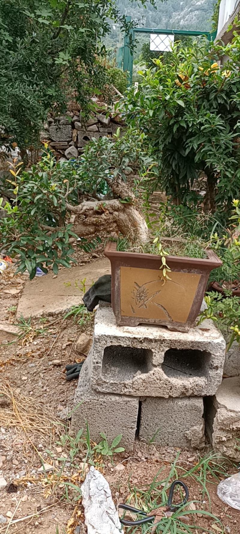 精品石榴老桩盆景