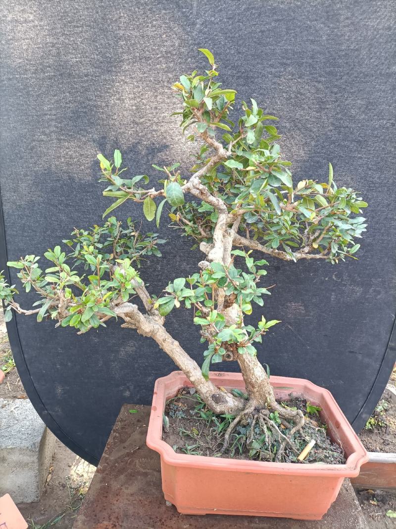 精品石榴老桩盆景