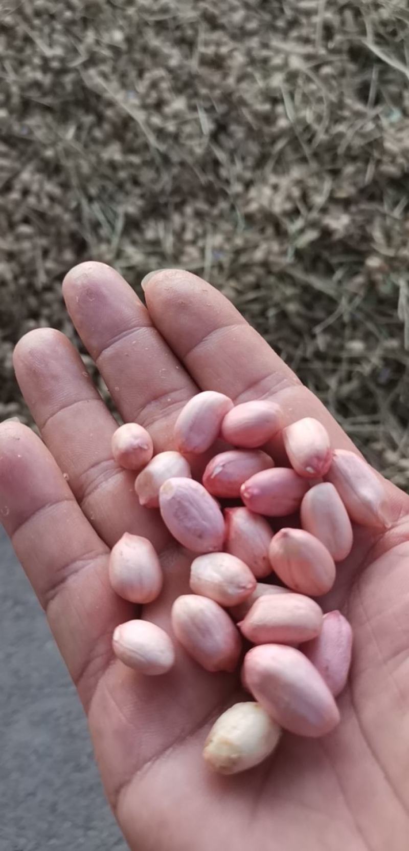 孟州大量优质杠三花生上市，找有实力的老板过来看货详谈