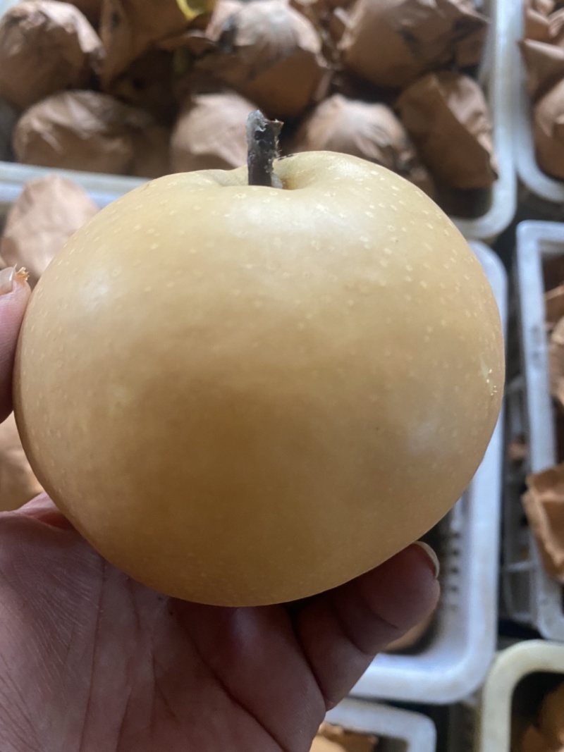 山东高密各品种秋月梨，无渣糖分高，代发全国各地。