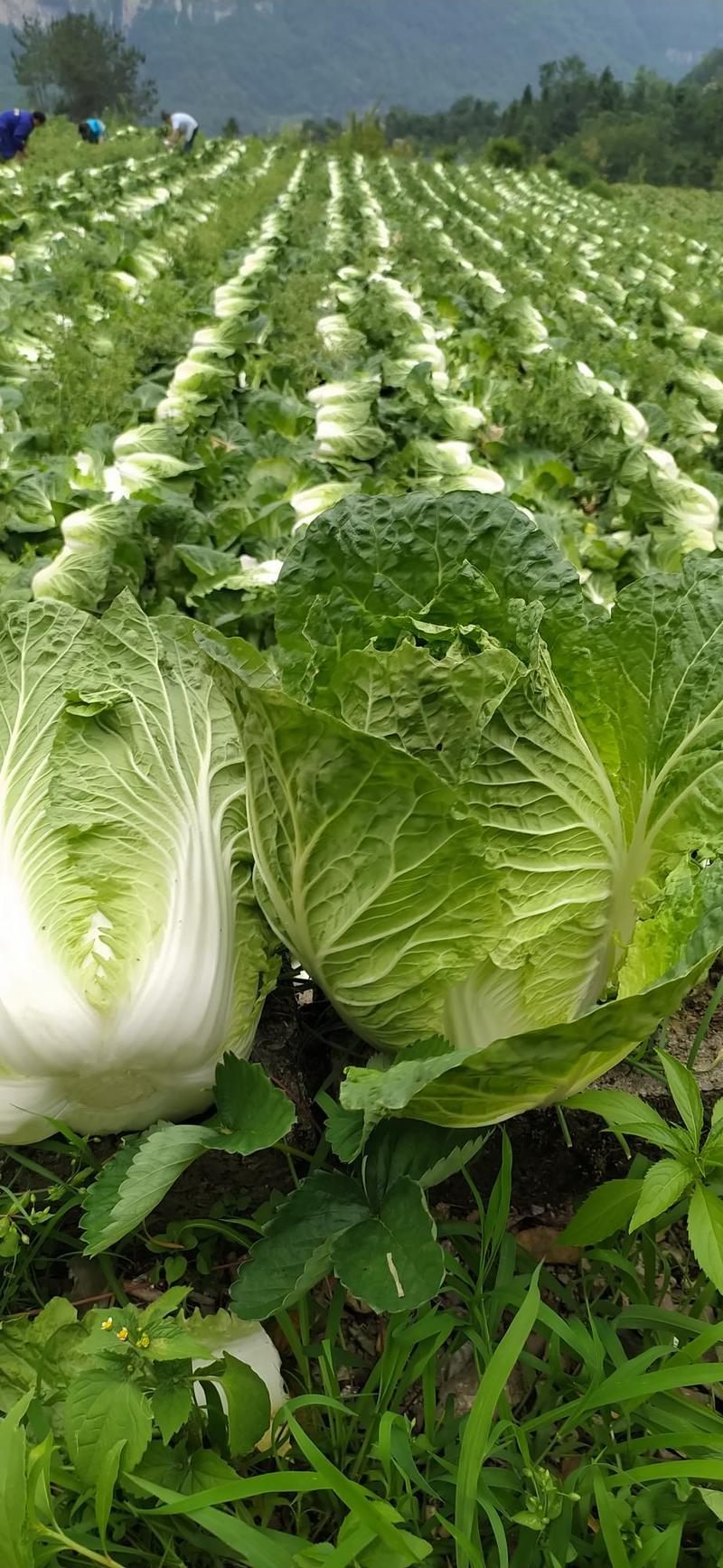 黄心白菜湖北优质黄心大白菜，基地直采，量大质优