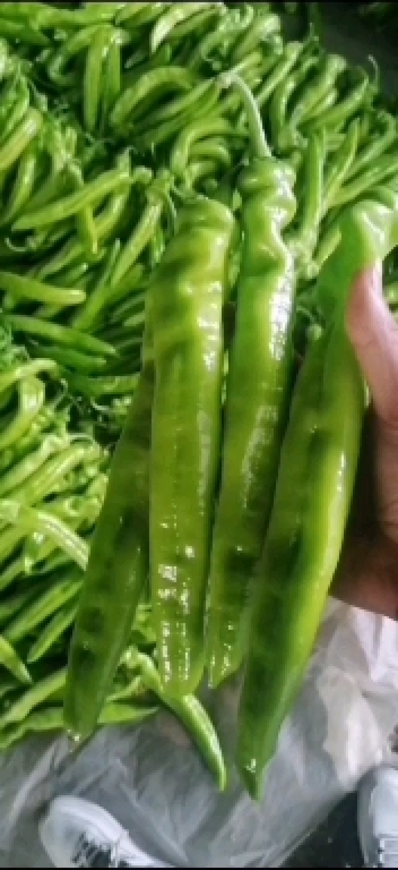 河南内黄优质大棚尖椒上市，老区种植个个精品，诚信合作