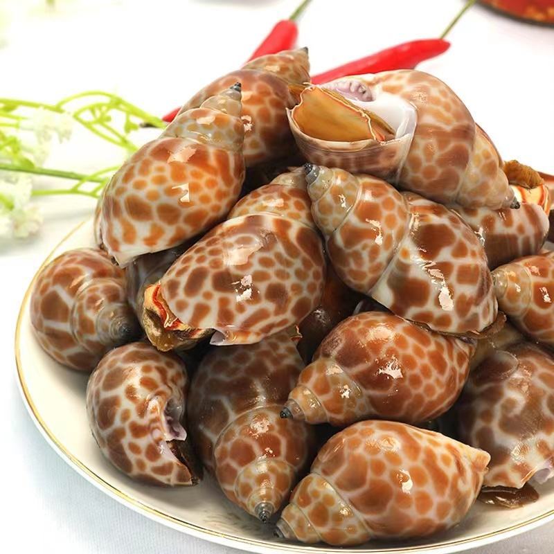 新鲜冷冻花螺