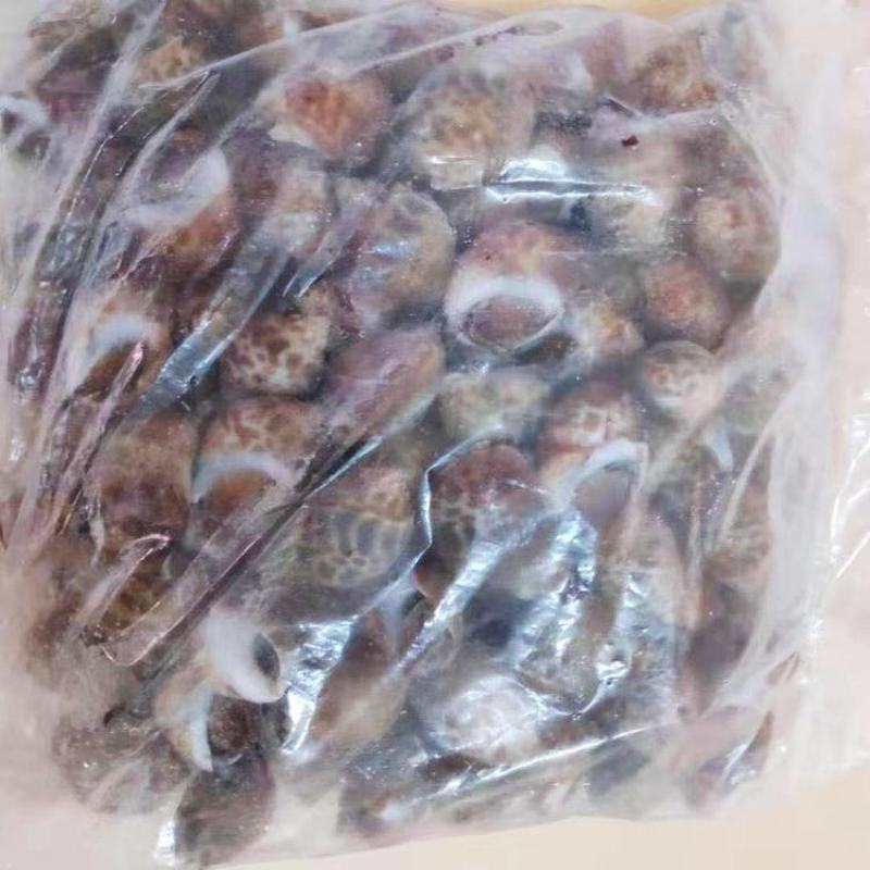 新鲜冷冻花螺