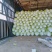 【精品】白菜夏阳白菜货源稳定充足量大从优致电可视频看货