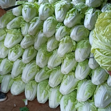 【精品】白菜夏阳白菜货源稳定充足量大从优致电可视频看货