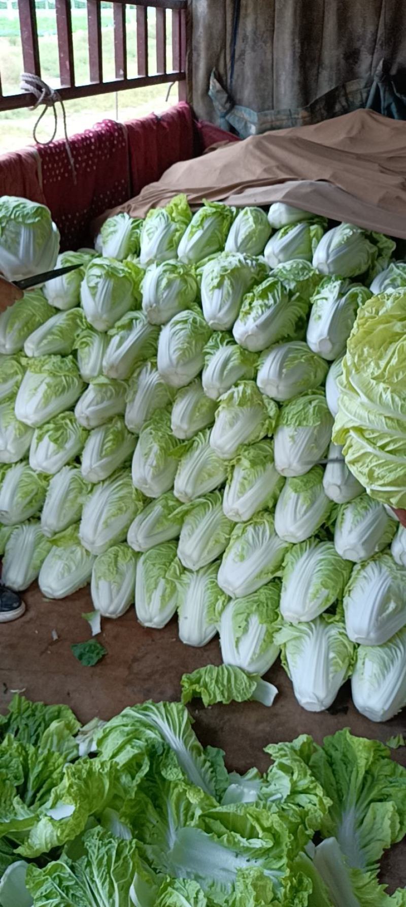 【精品】白菜夏阳白菜货源稳定充足量大从优致电可视频看货