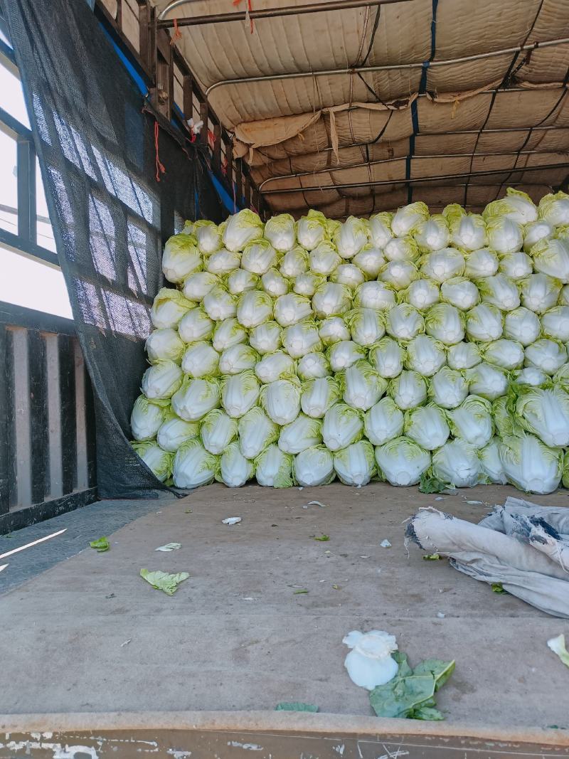 【精品】白菜夏阳白菜货源稳定充足量大从优致电可视频看货