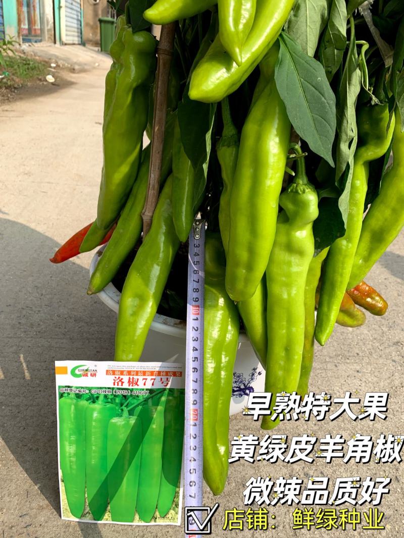 洛椒77号黄皮羊角椒早熟特大果微辣品质好