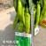 洛椒77号黄皮羊角椒早熟特大果微辣品质好