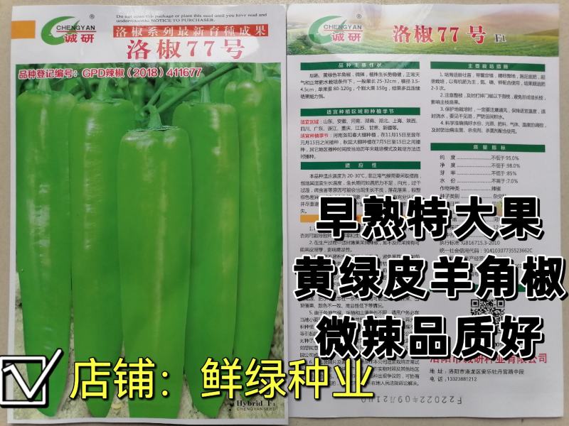 洛椒77号黄皮羊角椒早熟特大果微辣品质好