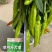 洛椒77号黄皮羊角椒早熟特大果微辣品质好