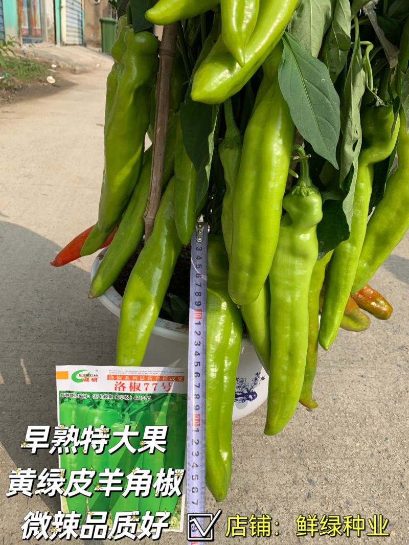 洛椒77号黄皮羊角椒早熟特大果微辣品质好