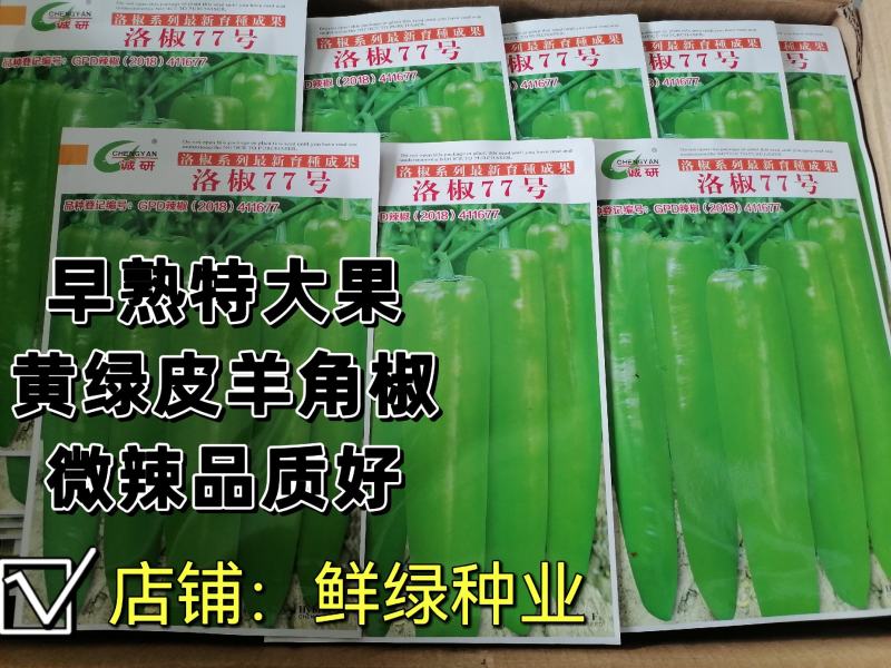 洛椒77号黄皮羊角椒早熟特大果微辣品质好