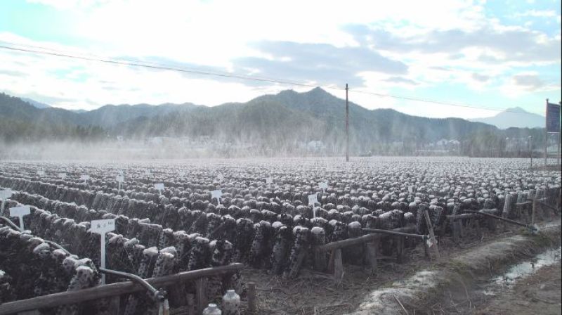 东北黑木耳干货批发秋木耳小碗耳木耳干货支持一件代发全国发