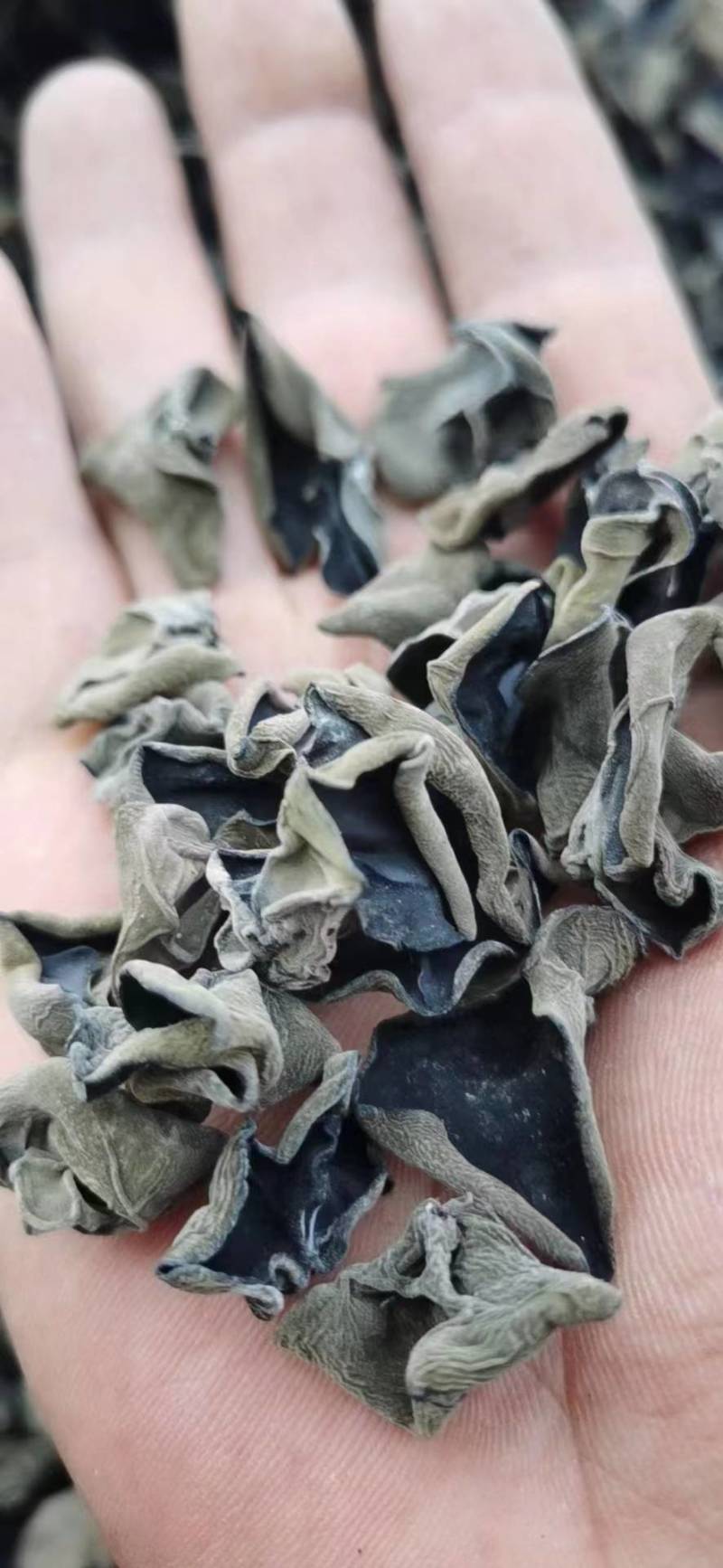 东北黑木耳干货批发秋木耳小碗耳木耳干货支持一件代发全国发