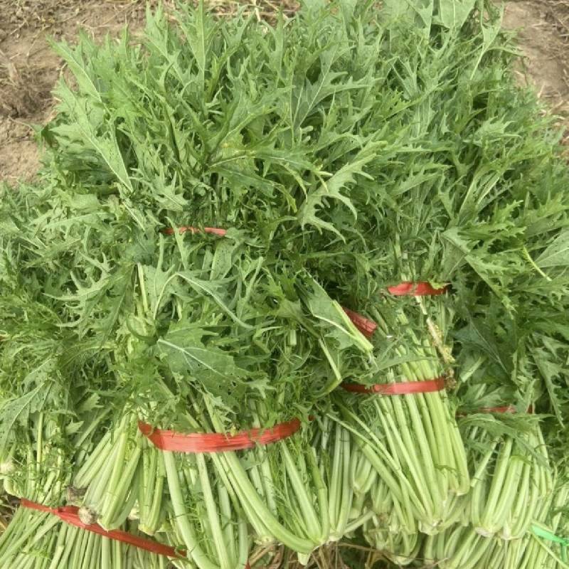 优质雪里红（芥菜）大量上市中，产地直发，供应电商市场工厂