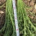 优质雪里红（芥菜）大量上市中，产地直发，供应电商市场工厂