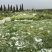 优质雪里红（芥菜）大量上市中，产地直发，供应电商市场工厂