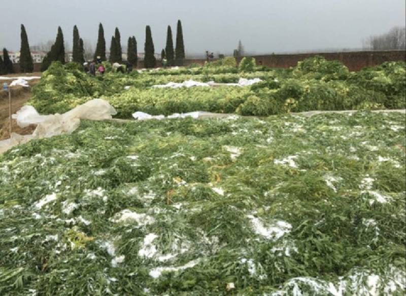优质雪里红（芥菜）大量上市中，产地直发，供应电商市场工厂