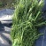 优质雪里红（芥菜）大量上市中，产地直发，供应电商市场工厂