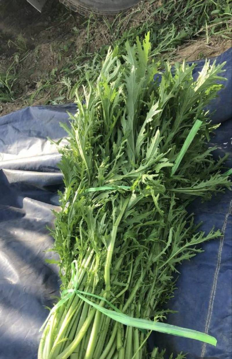 优质雪里红（芥菜）大量上市中，产地直发，供应电商市场工厂