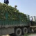 优质雪里红（芥菜）大量上市中，产地直发，供应电商市场工厂