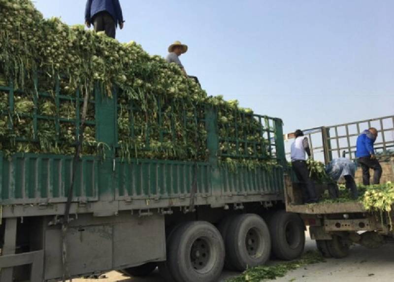 优质雪里红（芥菜）大量上市中，产地直发，供应电商市场工厂
