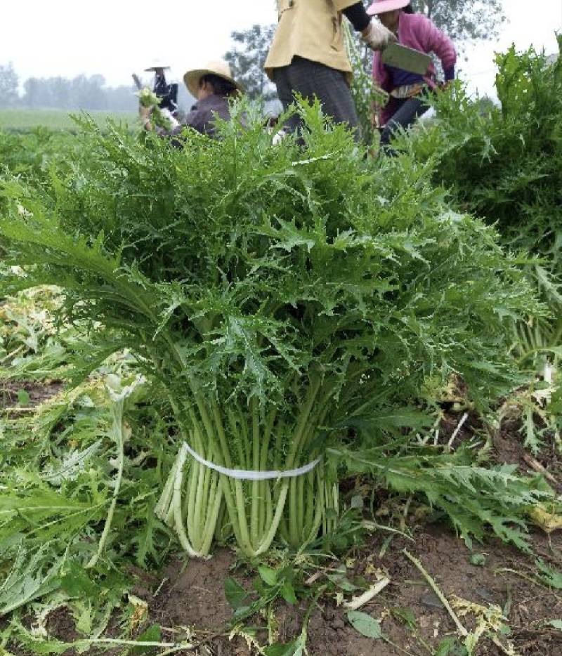 优质雪里红（芥菜）大量上市中，产地直发，供应电商市场工厂
