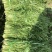 优质雪里红（芥菜）大量上市中，产地直发，供应电商市场工厂