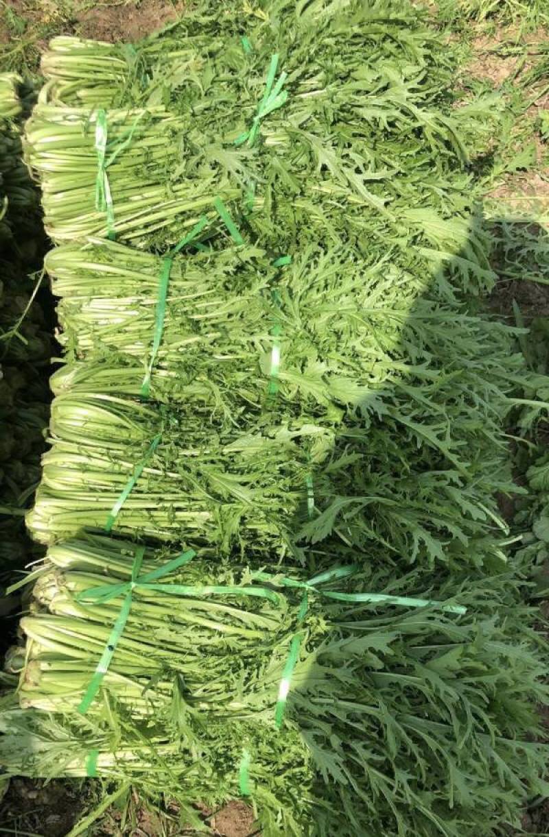 优质雪里红（芥菜）大量上市中，产地直发，供应电商市场工厂