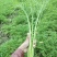优质雪里红（芥菜）大量上市中，产地直发，供应电商市场工厂