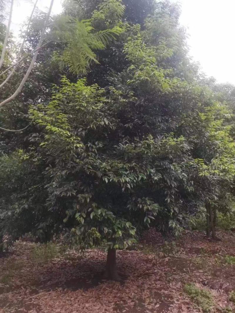 精品优质天竺桂，各种各样桂花树，树形多样化且别具特色